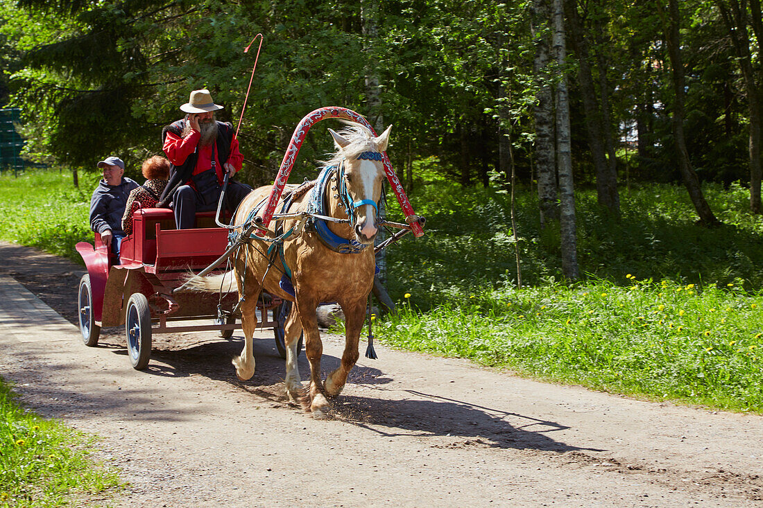 On the way with the horse-drawn carriage in the museum village Verkhniye Mandrogi on the river Swir, Middle Swir, Lenin-Volga-Baltic Canal, Leningrad Oblast, Russia, Europe