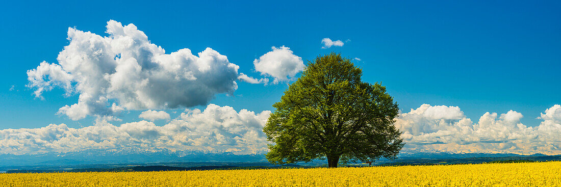 Lime tree (Tilia) on the Hödinger Berg, Hödingen, Lake Constance district, Upper Swabia, Baden_Wuerttemberg, Germany, Europe