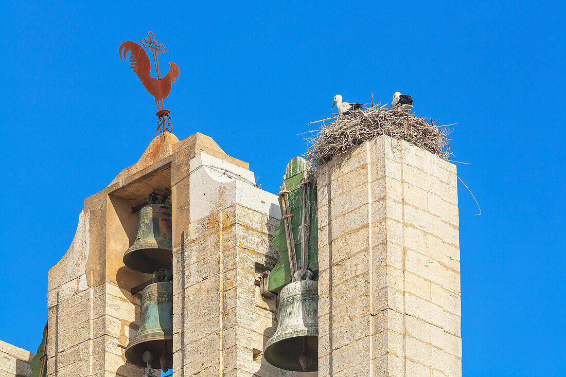 White stork (Ciconia ciconia), nesting on the top of Faro Cathedral, Faro, Algarve, Portugal