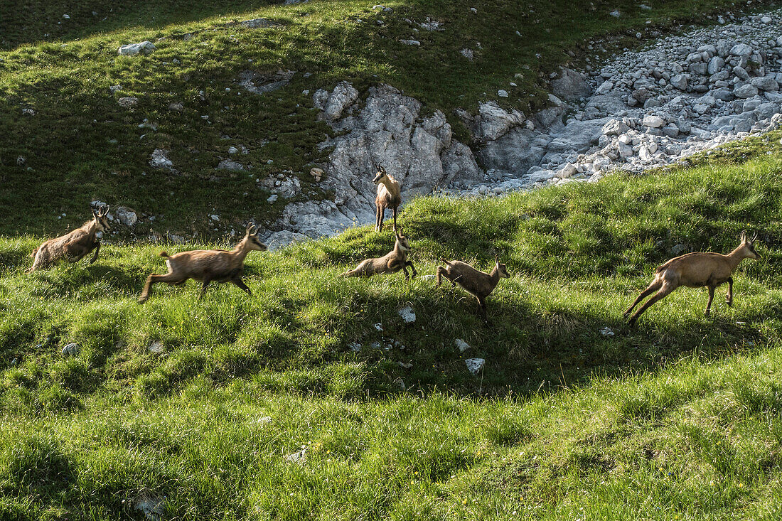 Fliehende Gämsen beim Abstieg vom Watzmann, Berchtesgadener Alpen, Bayern, Deutschland