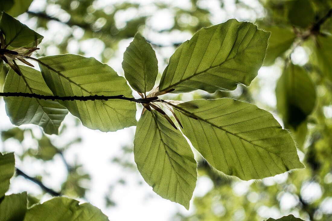 Young beech leaf, Rimsting, Bavaria, Germany