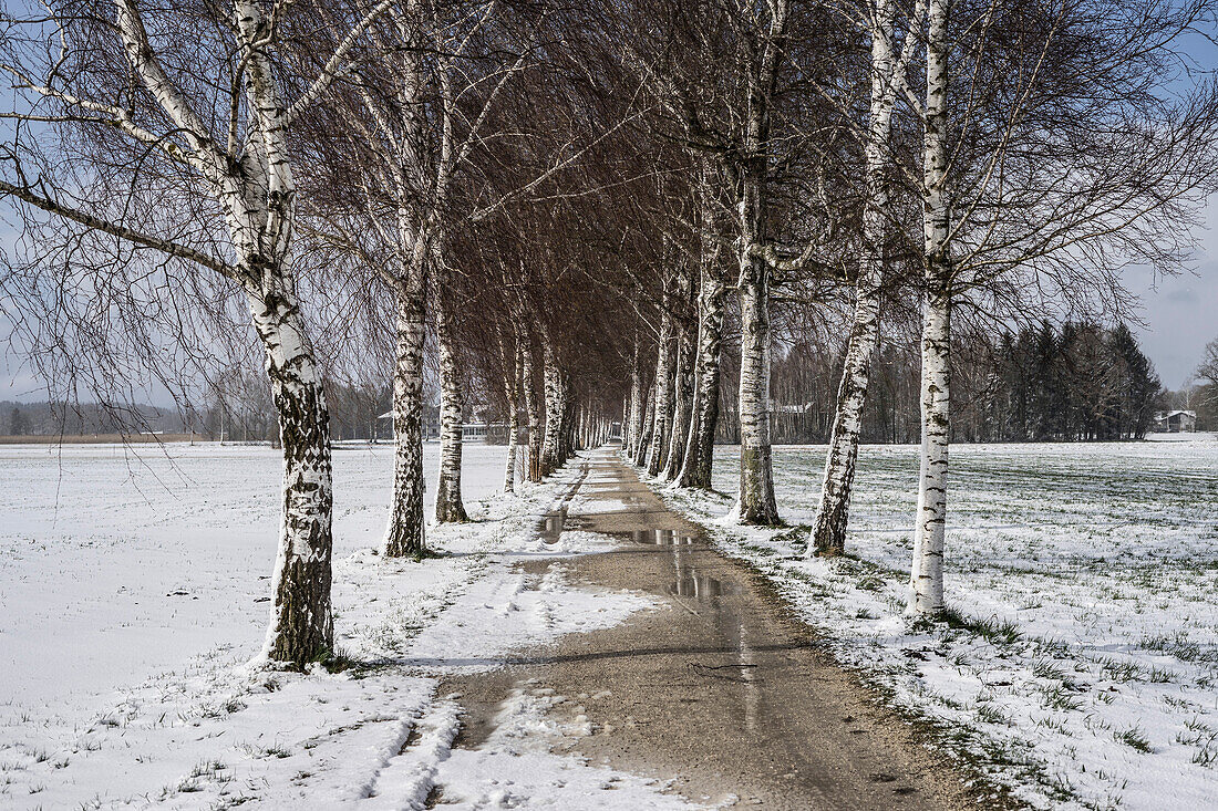 Birch avenue in the snow, Bernau, Bavaria, Germany