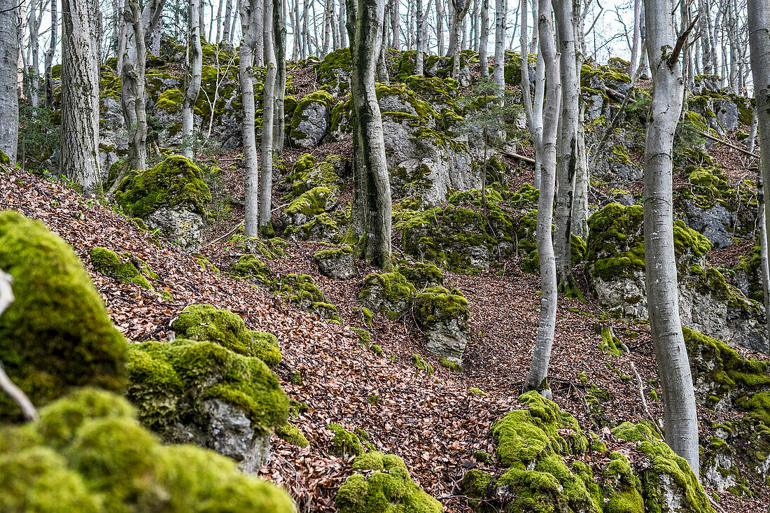 Beech forest in spring, Betzenstein, Frankenjura, Bavaria, Germany