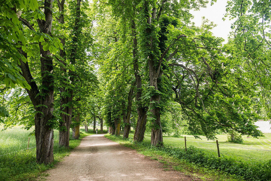 Kastanienallee, Inzigkofen, bei Sigmaringen, Naturpark Obere Donau, Oberes Donautal, Donau, Schwäbische Alb, Baden-Württemberg, Deutschland