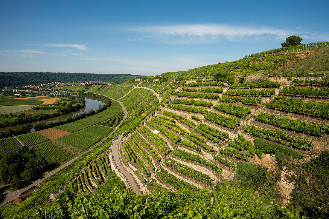 Neckar loop and vineyards, Mundelsheim, Neckar, Neckar Valley, Baden-Württemberg, Germany
