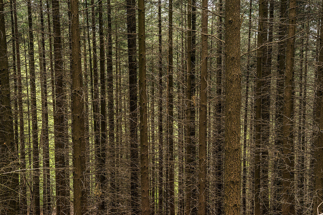 Spruce trunks, Mölschbach, Rhineland-Palatinate, Germany