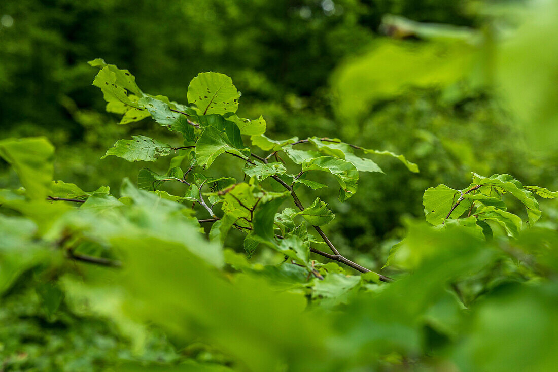 Young beech leaves in the Palatinate Forest, Hermersbergerhof, Rhineland-Palatinate, Germany