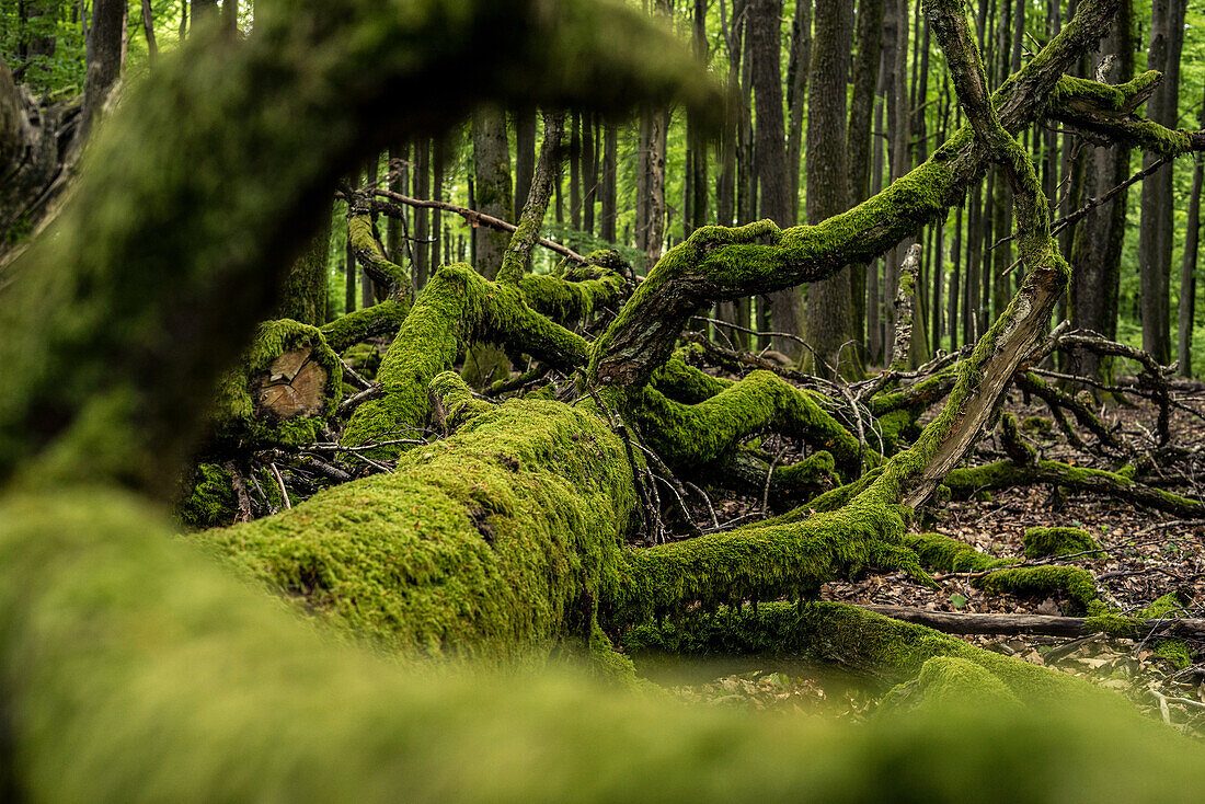 Deadwood in the Palatinate Forest (Naturwaldeservat), Hermersbergerhof, Rhineland-Palatinate, Germany