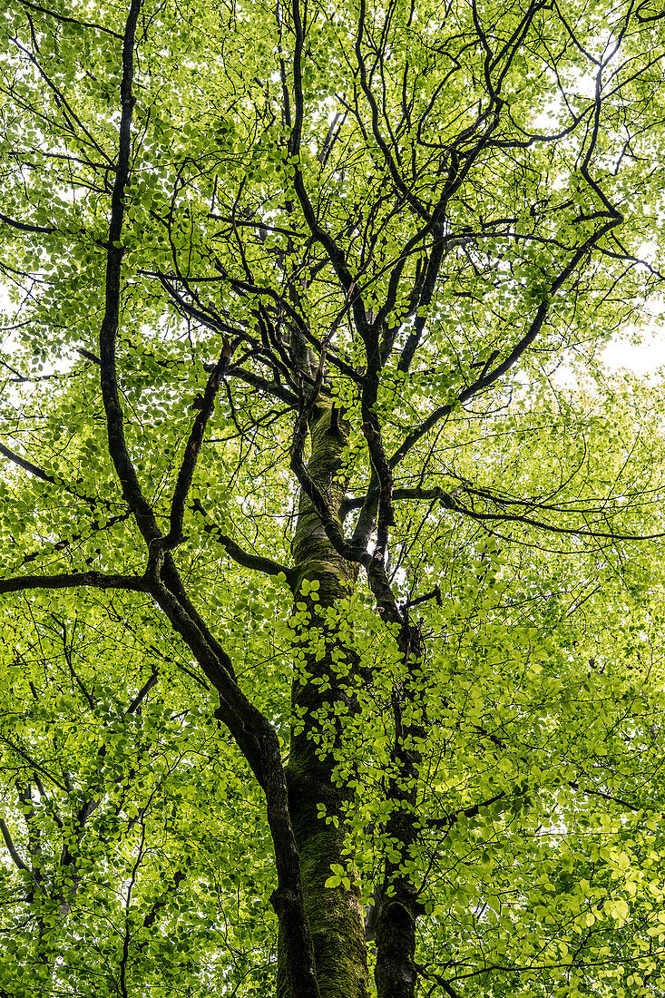 A beech tree in the Palatinate Forest, Hermersbergerhof, Rhineland-Palatinate, Germany