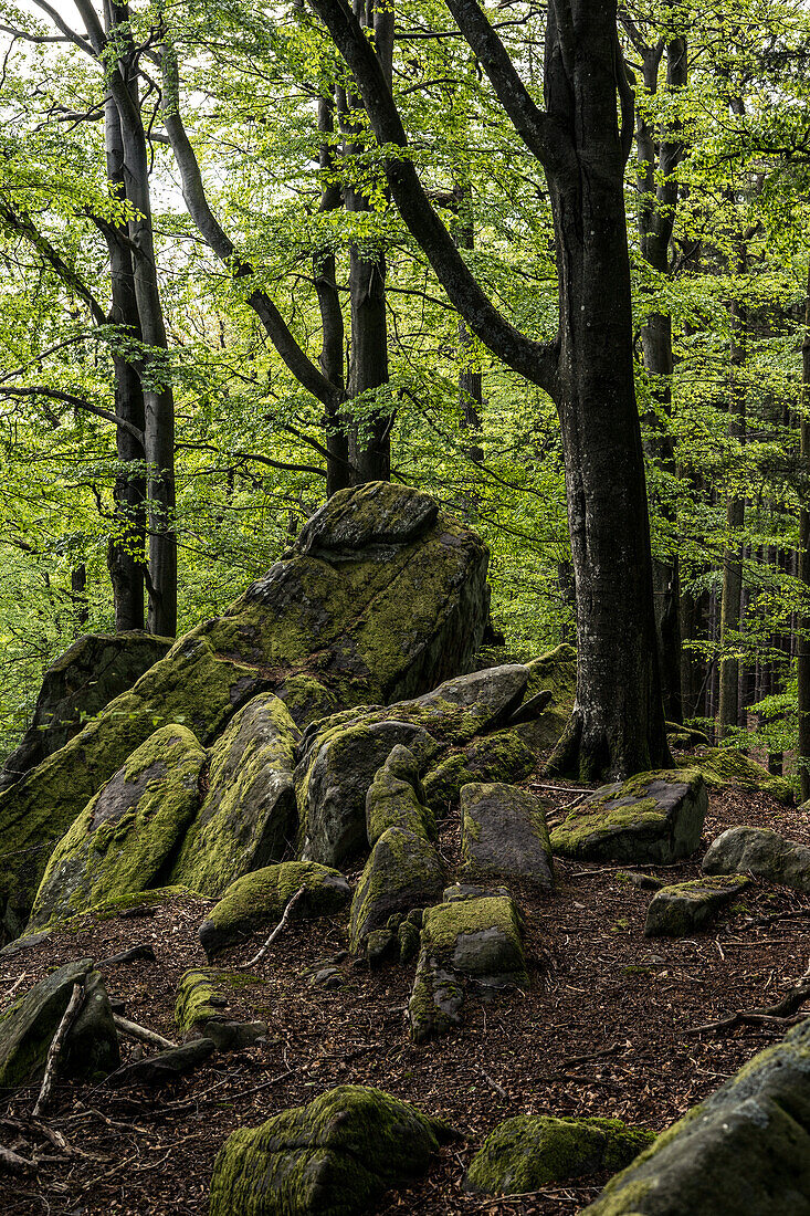 Out and about in the Palatinate Forest, Hermersbergerhof, Rhineland-Palatinate, Germany