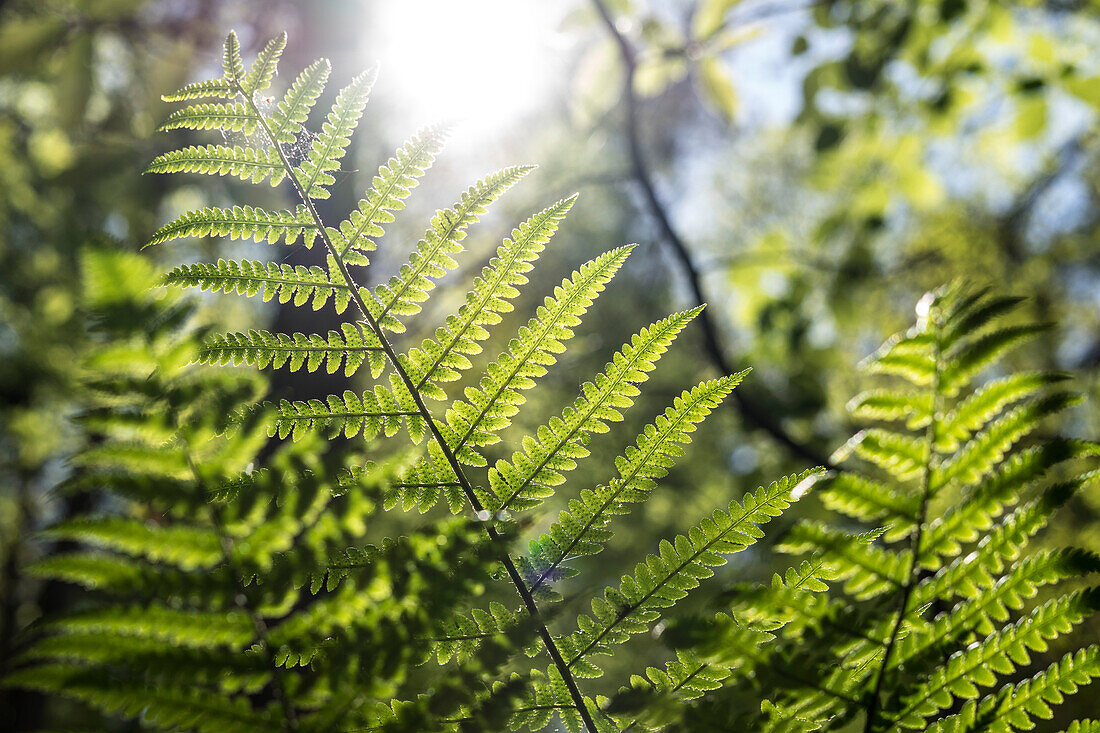 A fern in the Palatinate Forest, Hauenstein, Rhineland-Palatinate, Germany