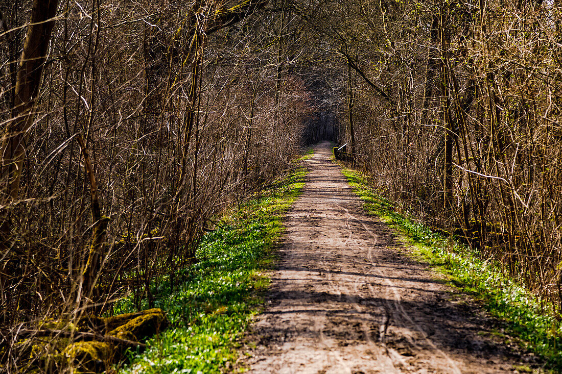 Licht und Schatten in einem einsamen Wanderweg durch ein Bannwald-Gebiet in Deutschland