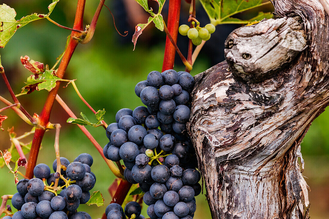 Blue grapes of the Regent variety grow on the slopes of the Palatinate