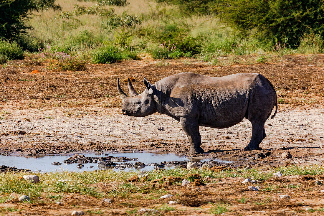 If you are lucky you will see black rhinos on the safari in the Etosha National Park in Namibia