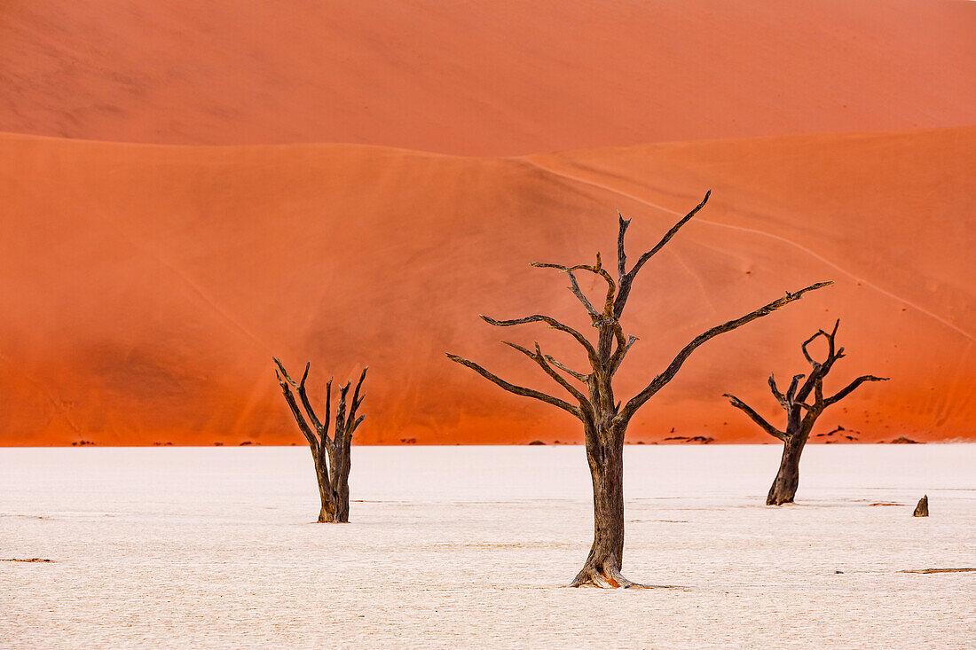 Abgestorbene Bäume in der Salz-Ton-Pfanne des Dead Vlei der Wüste Namib im Westen vom afrikanischen Namibia, Afrika