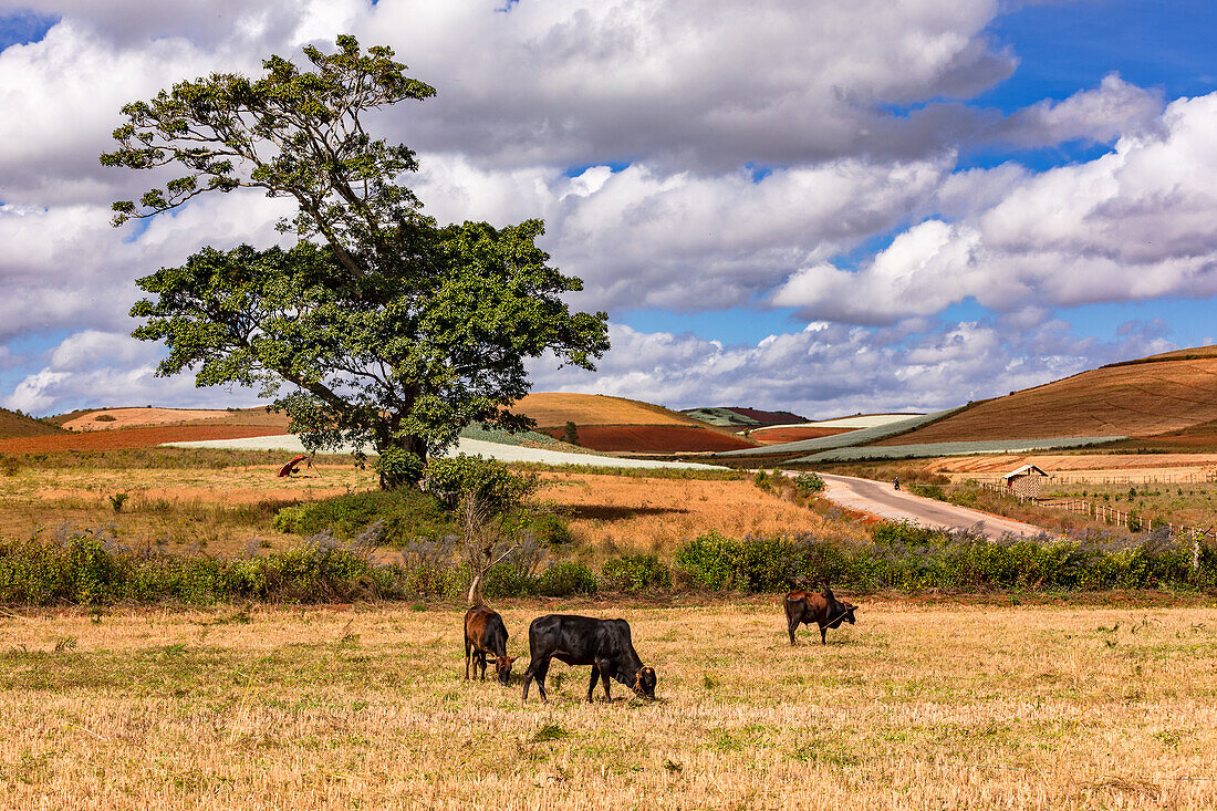 Colorful fields with grazing cows on a lonely road and a tree in Myanmar