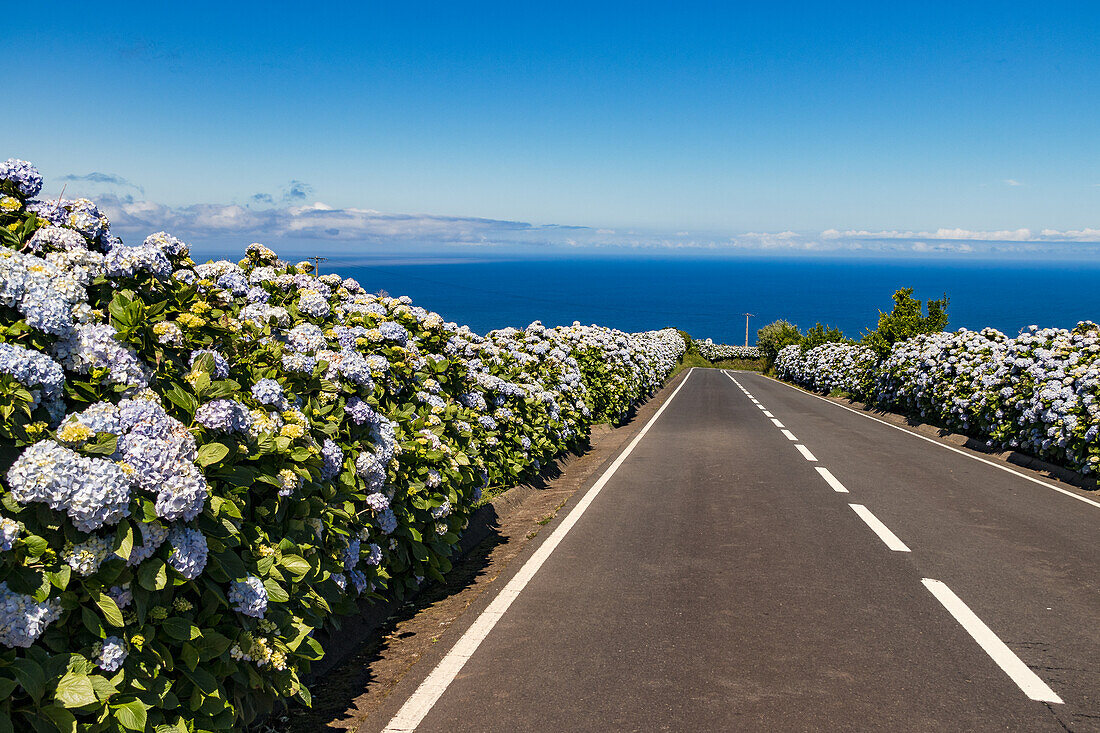 A lonely road on the Portuguese island of Flores in the Azores is lined with blue hydrangeas