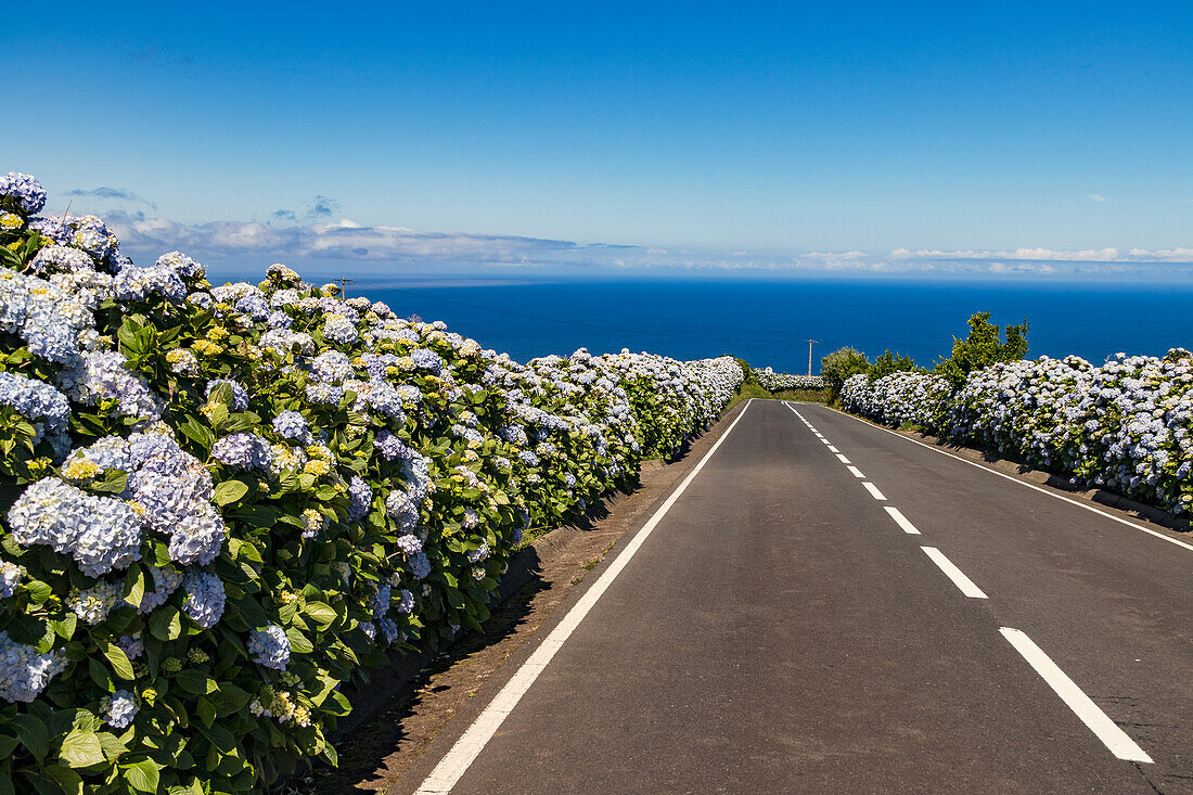 Eine einsame Straße auf der portugiesischen Insel Flores auf den Azoren ist mit blauen Hortensien gesäumt, Portugal