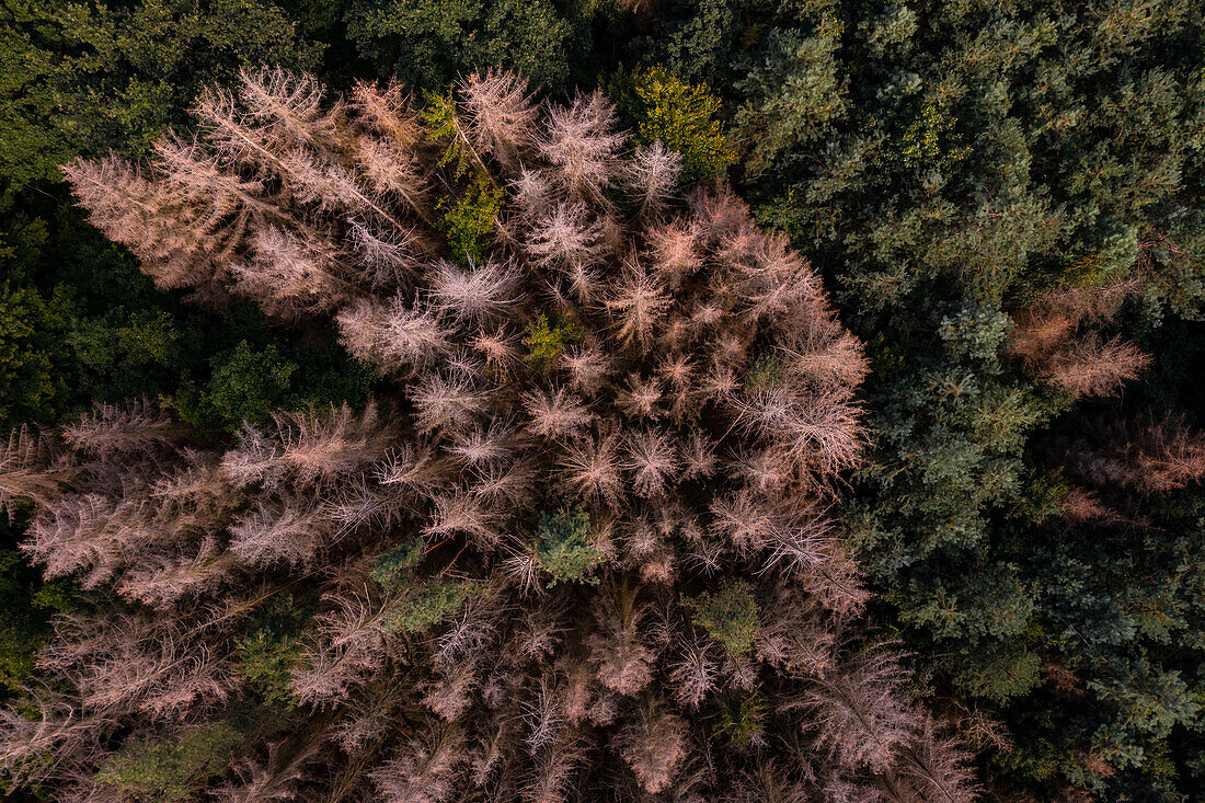 Dead spruce trees in a mixed forest seen from directly above