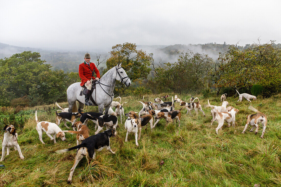Traditional fox hunt, hunters on horseback, with pack of hunting dogs, Borders, Scotland, UK
