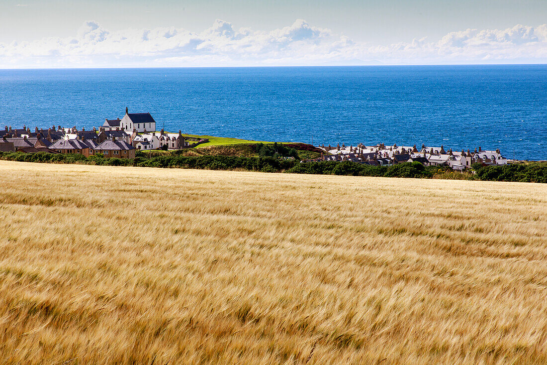 Cornfields on the coast at Banff, Findochty Church, Moray Firth, Aberdeenshire, Scotland, UK