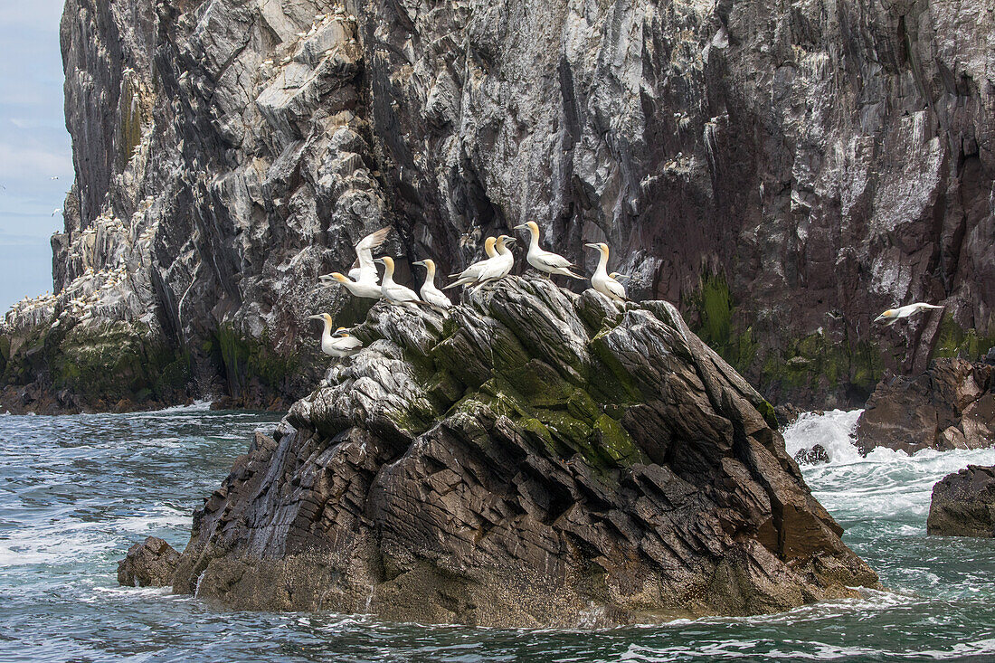 Bass Rock, Vogelinsel mit Basstölpel-Kolonie, Schottland, UK