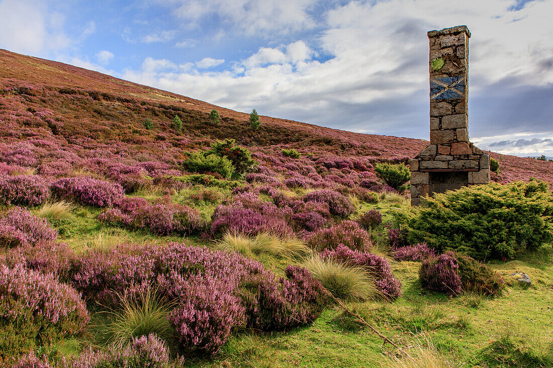 Schornstein-Ruine in der blühenden Heide, Highlands, Schottland, UK