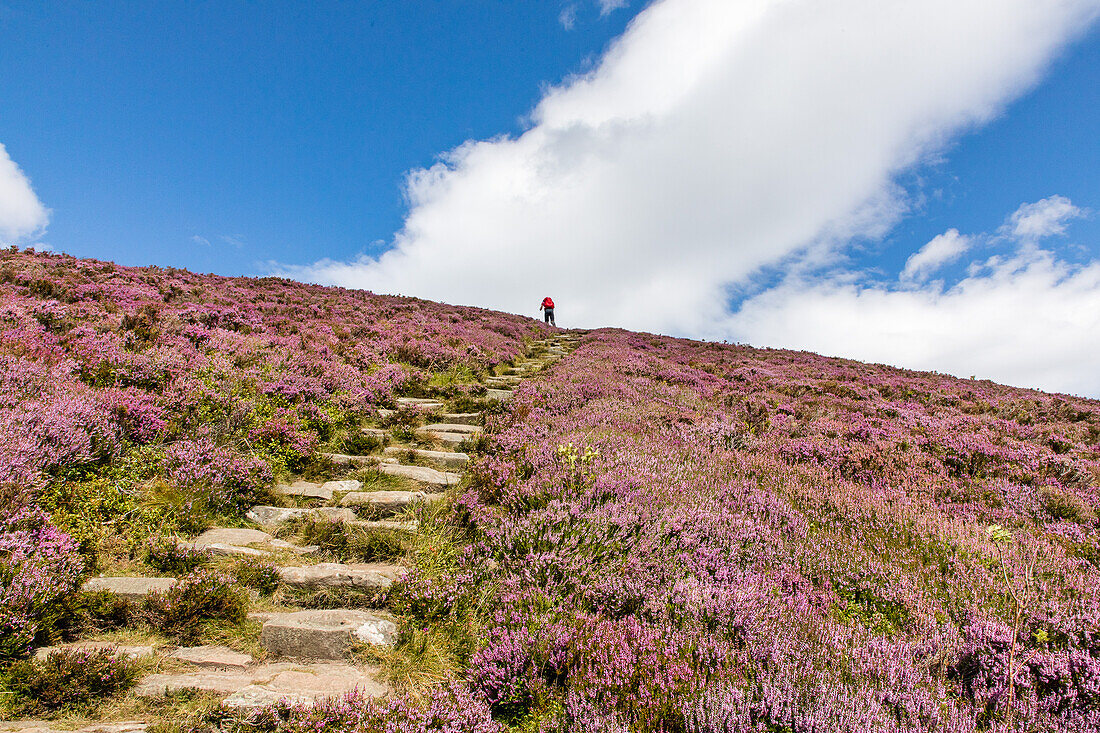 Ryvoan Walk, Meall a &#39;Bhuachaille, footpath with stone steps, bright purple, pink, flowering heather, Glenmore Forest Park, Cairngorms National Park, Scotland, UK