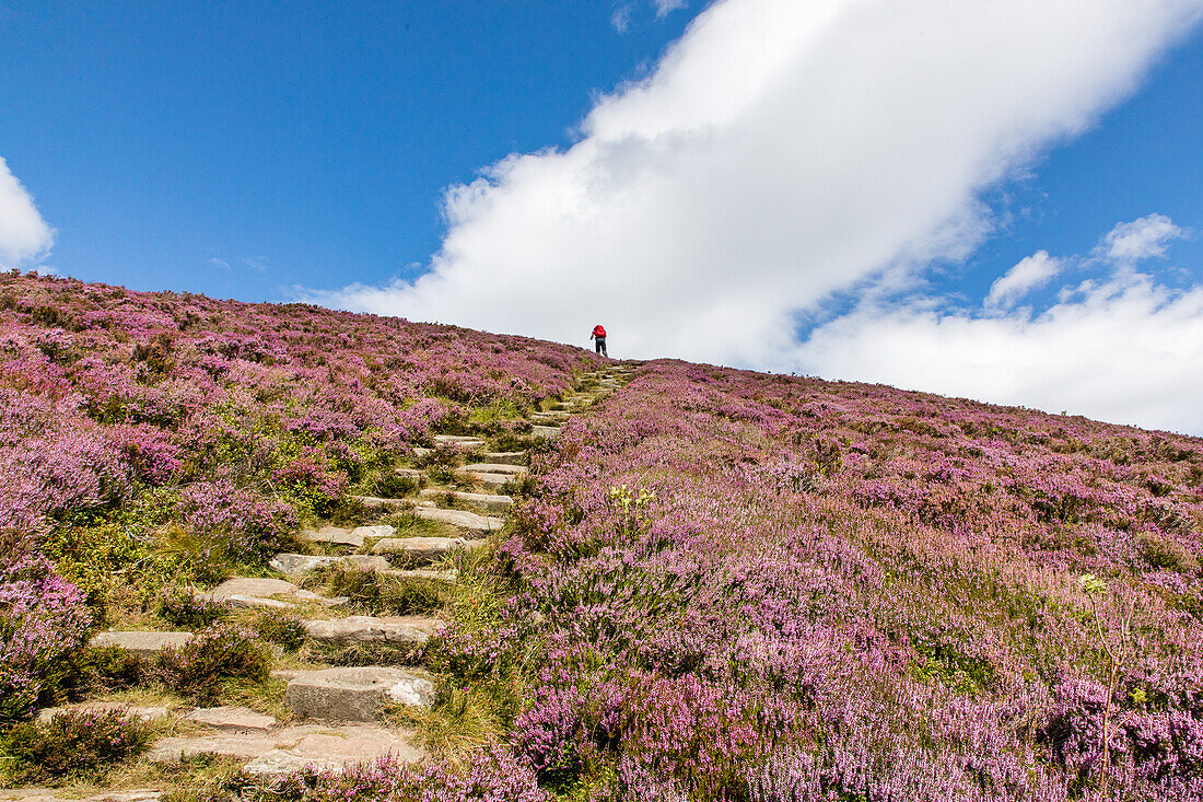 Ryvoan Walk, Meall a’ Bhuachaille, Wanderweg mit Steinstufen, leuchtend violett, rosa, blühende Heide, Glenmore Forest Park, Cairngorms Nationalpark, Schottland, UK