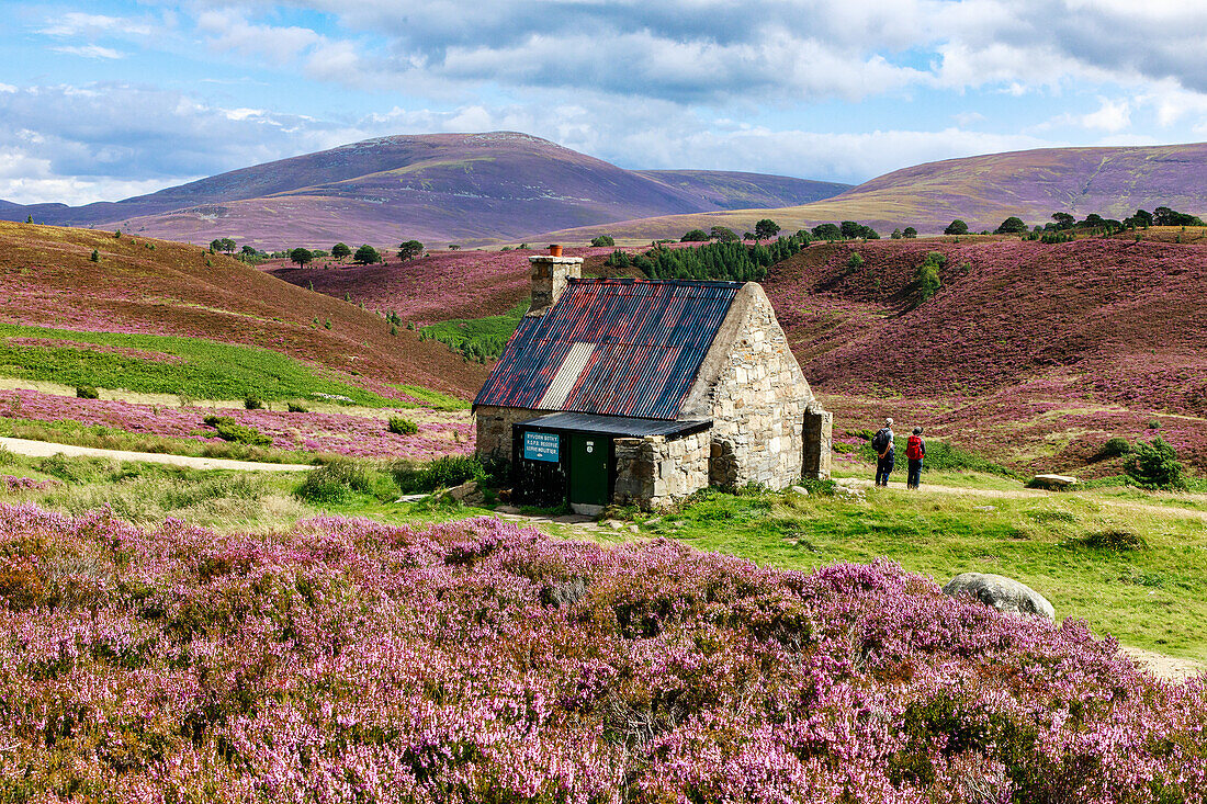 Ryvoan Bothy a hiking hut, Cairngorms in summer with heather blossom, bright purple, pink, Highlands, Scotland, UK