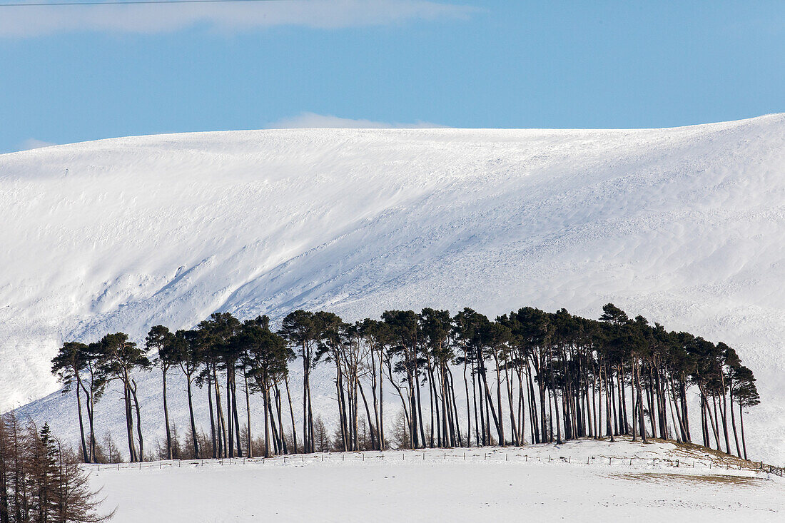 Winter snow, copse on road to Lecht Pass, Cairngorms, Tomintoul, A939, Highlands, Scotland, UK
