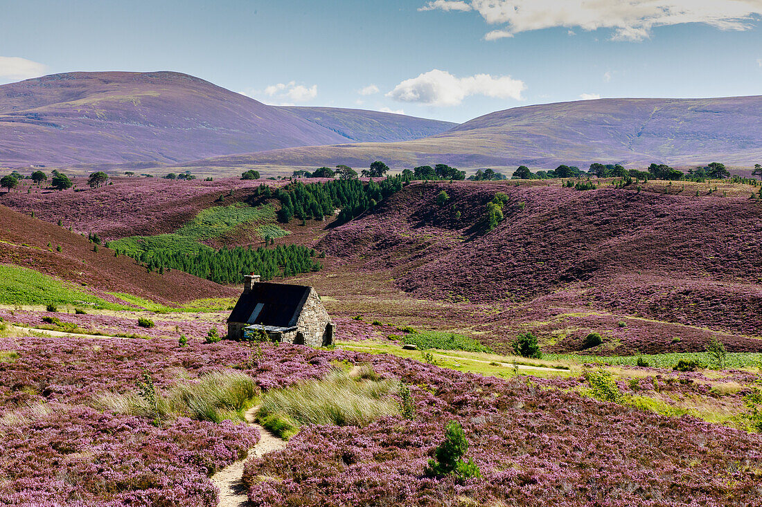 Ryvoan Bothy, hiker's cabin, Cairngorms in summer with heather blossom, bright purple, pink, Highlands, Scotland, UK