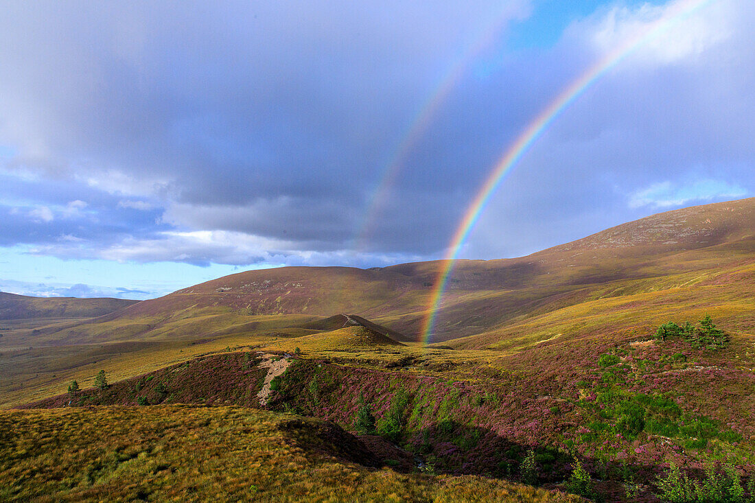 Rainbow, Cairngorm Mountains, Highlands, Highlands, Heath Blossom, Scotland, UK