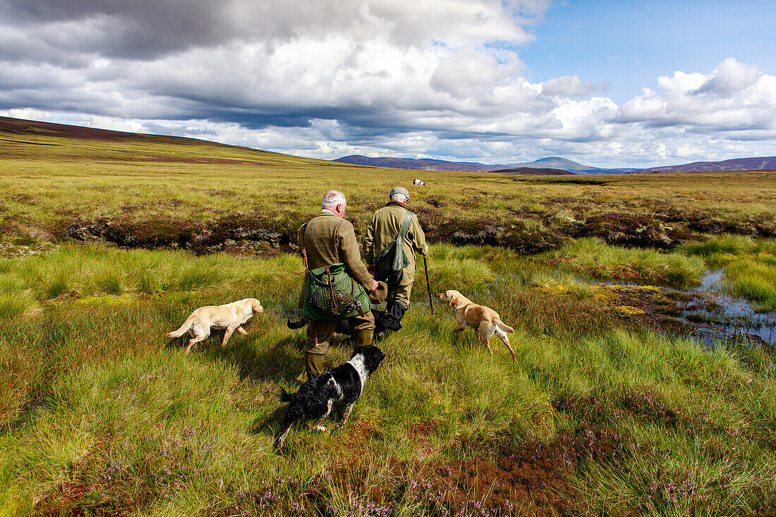 Moorhuhnjagd, Pickers sammeln Moorhühner mit Jagdhund, Retriever, Highlands, Royal Deeside, Aberdeenshire, Schottland, UK