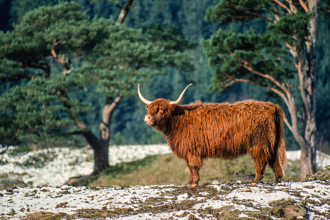Highland Cattle, Glen Affric, Highlands, Schottland, UK