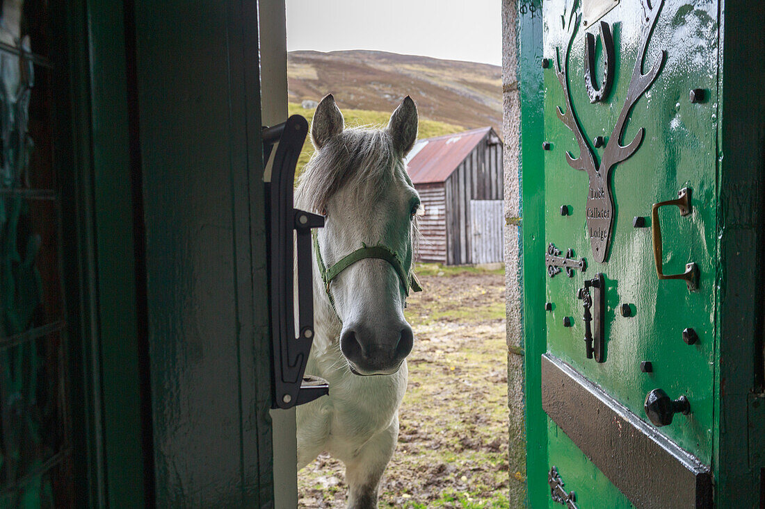Garron Highland-Pony guckt in Türeingang, Cairngorms, Royal Deeside, Aberdeenshire, Schottland, UK