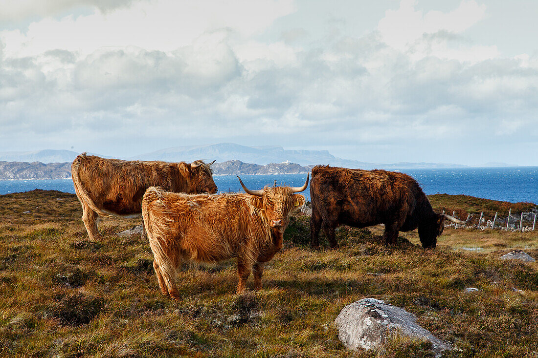 Highland Cattle, Hochland-Rinder vor Küste von Applecross, Wester Ross, Schottland UK