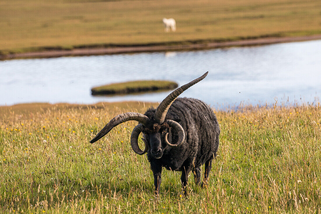 Schwarzes Schaf, ein Hebridean, Schafrasse mit zwei Hörnerpaaren, Cogaich, Summer Isles, Schottland UK
