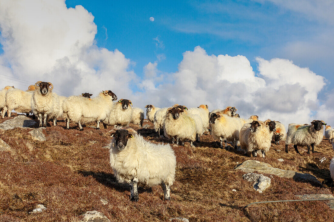 Blackface, sheep, flock on Isle of Lewis, Outer Hebrides, Scotland UK