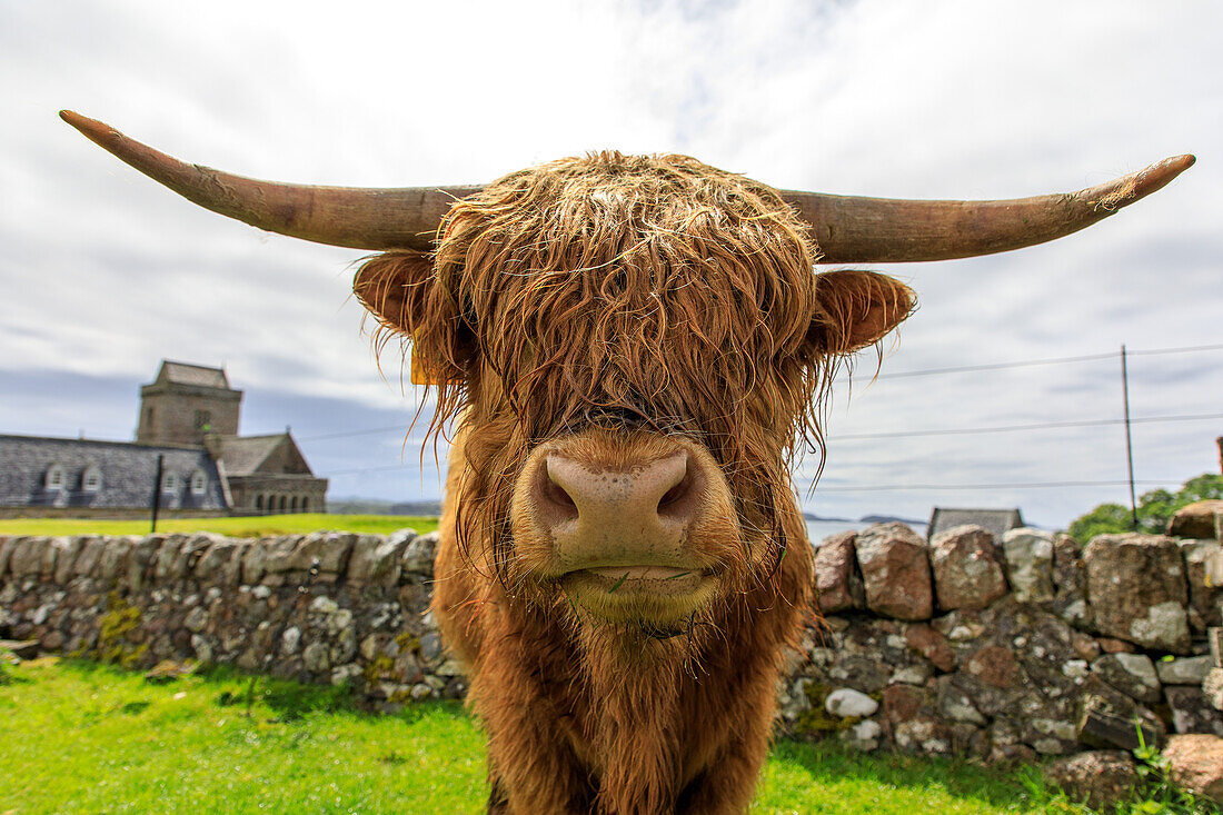 Hochlandrind, Iona Abbey im Hintergrund, Iona, Insel Mull, Schottland UK