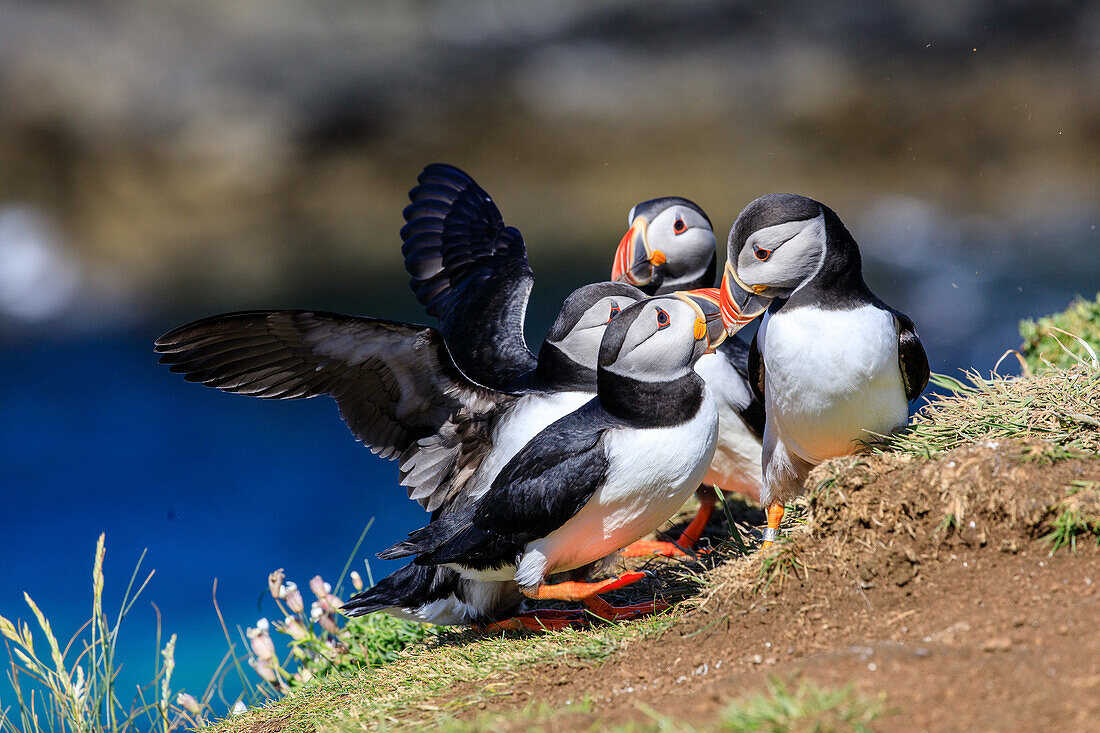 Papageitaucher, Fratercula arctica, Puffin, Lunga, Treshnish Isles, Mull, Hebriden, Schottland UK