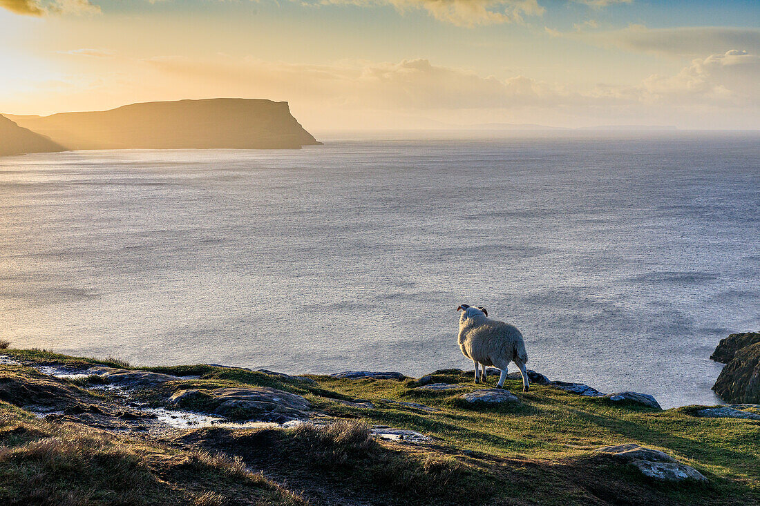 Sheep at sunset at Neist Point, most westerly point, Isle of Skye, Scotland UK