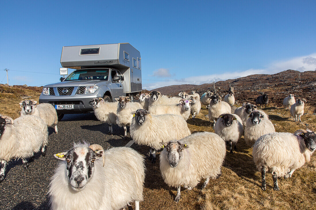 Schafe vor Camper, Wohnmobil, Allrad Bimobil, Golden Road, Insel Harris, Äußere Hebriden, Schottland, UK