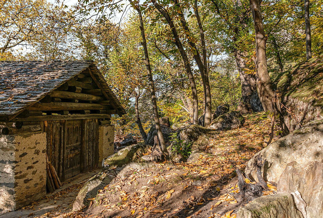 Chestnut farm near Soglio in the Bergell valley in autumn, Graubünden, Switzerland