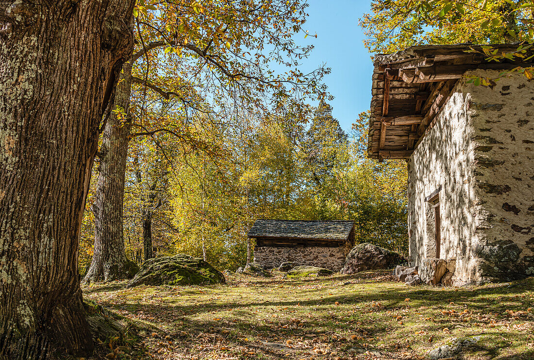 Chestnut farm near Soglio in the Bergell valley in autumn, Graubünden, Switzerland