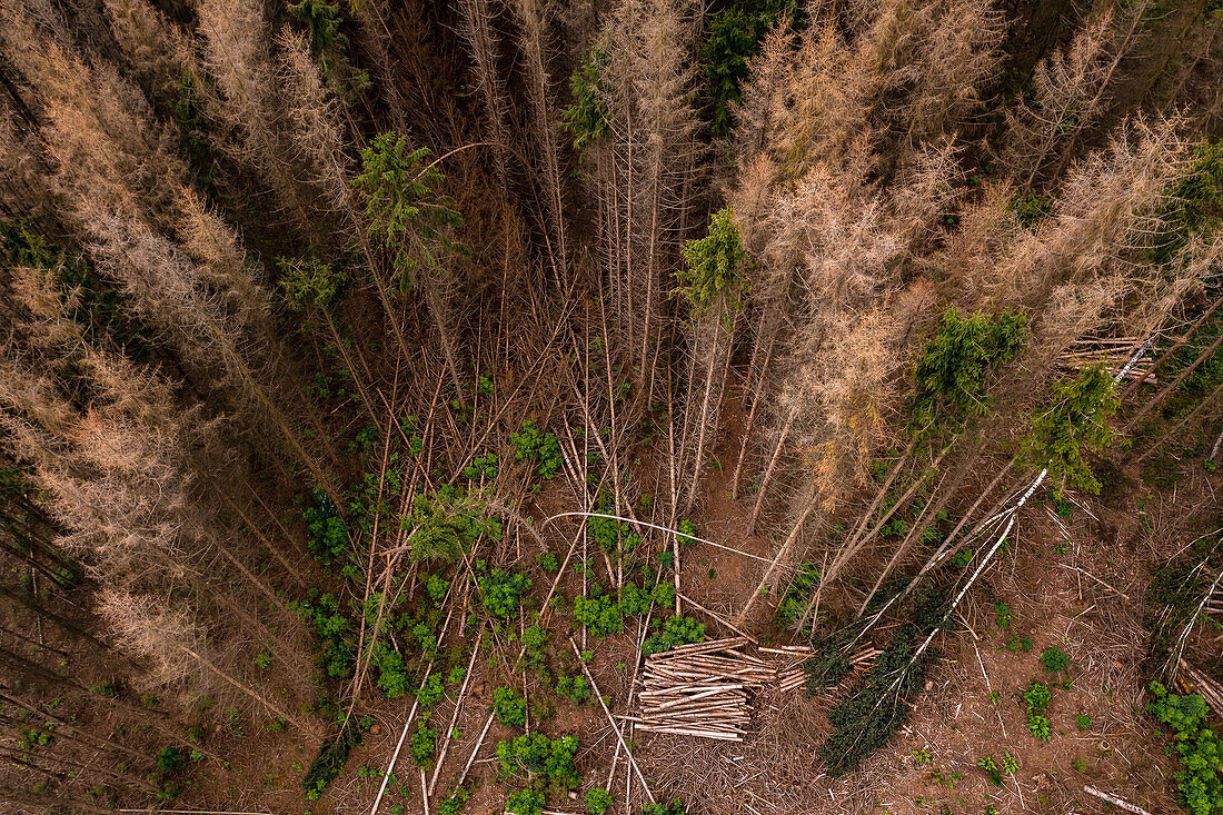 Dead spruces and individual green trees after the drought seen from a bird's eye view