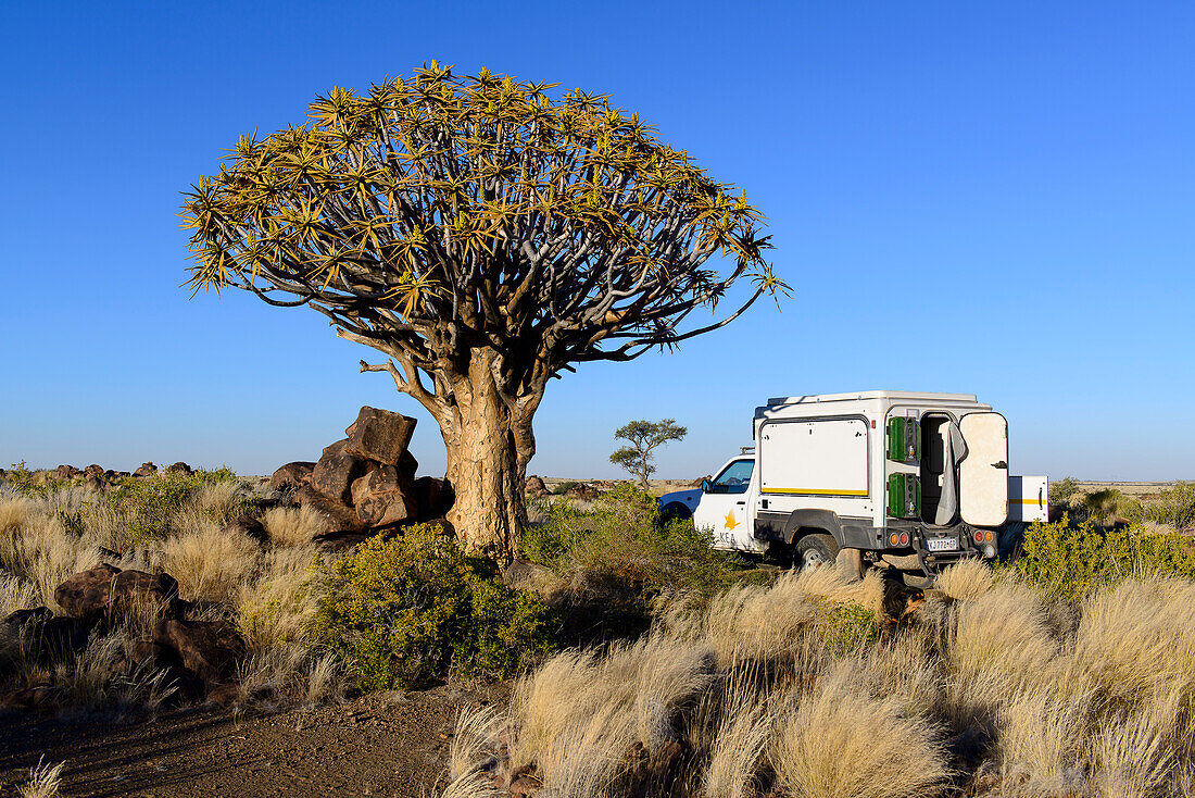 Köcherbaum auf der Farm Gariganus, Namibia