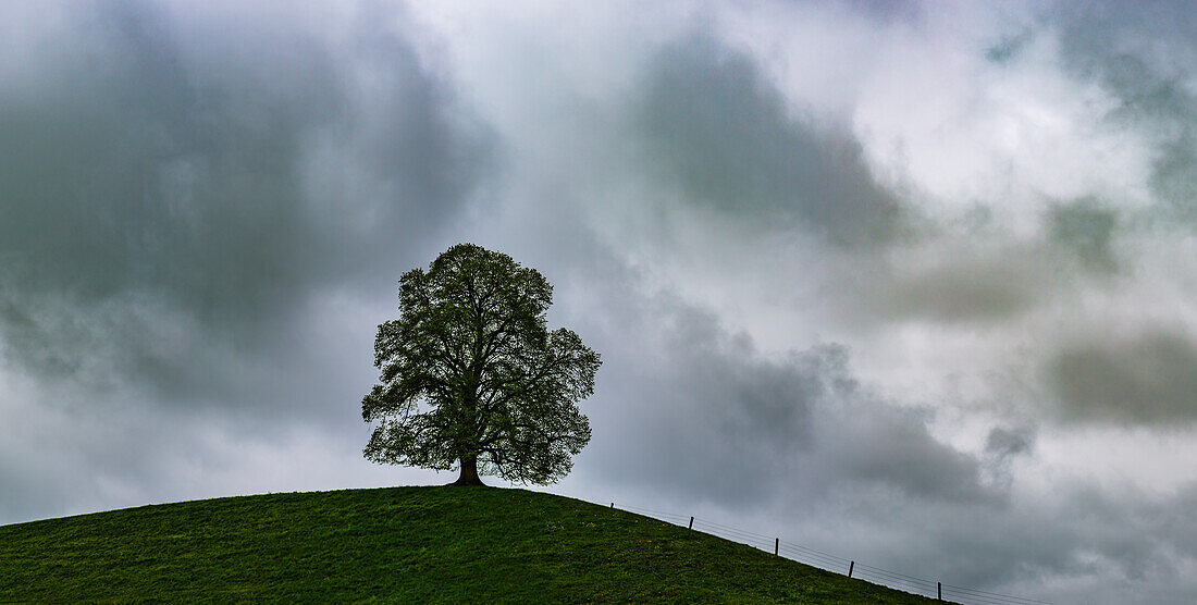 Single English oak (Quercus robur), near Legau, Allgäu, Bavaria, Germany, Europe