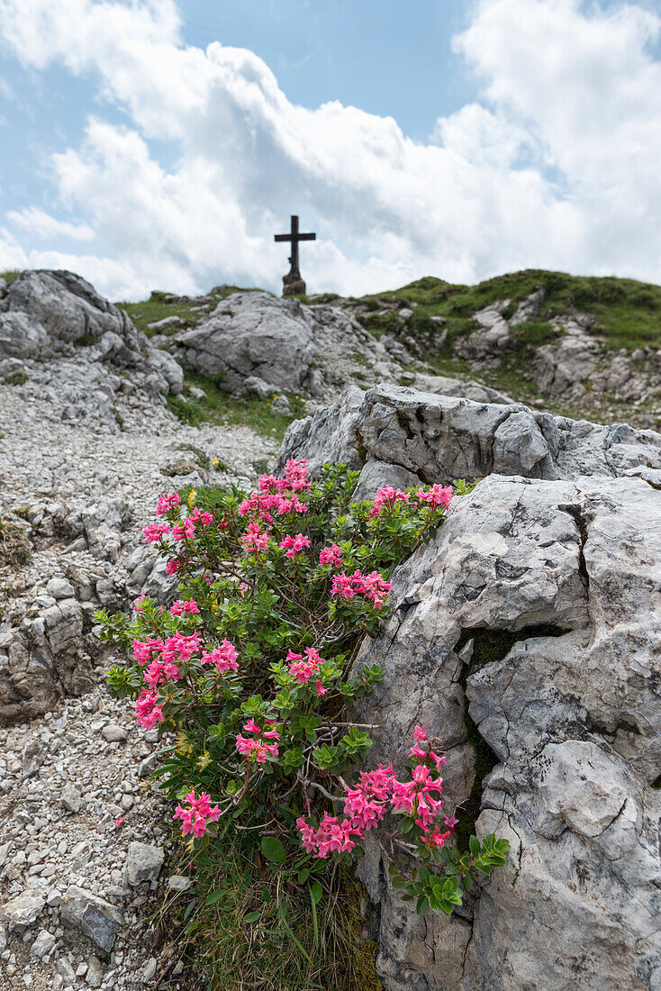 Alpenrosenblüte, Rhododendron, Koblat-Höhenweg am Nebelhorn, Allgäuer Alpen, Allgäu, Bayern, Deutschland, Europa