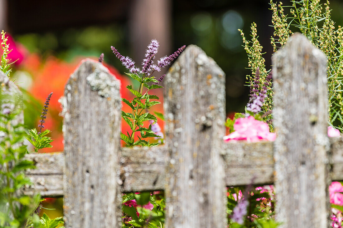 Gartenzaun und Blumen, Aldein, Radein, Südtirol, Alto Adige, Italien